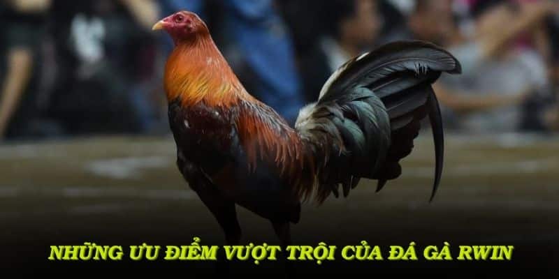 Những ưu điểm vượt trội của đá gà RWIN tạo nên trải nghiệm đáng giá